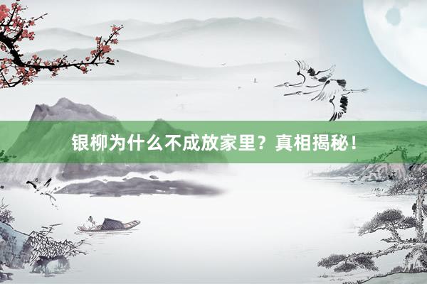 银柳为什么不成放家里？真相揭秘！